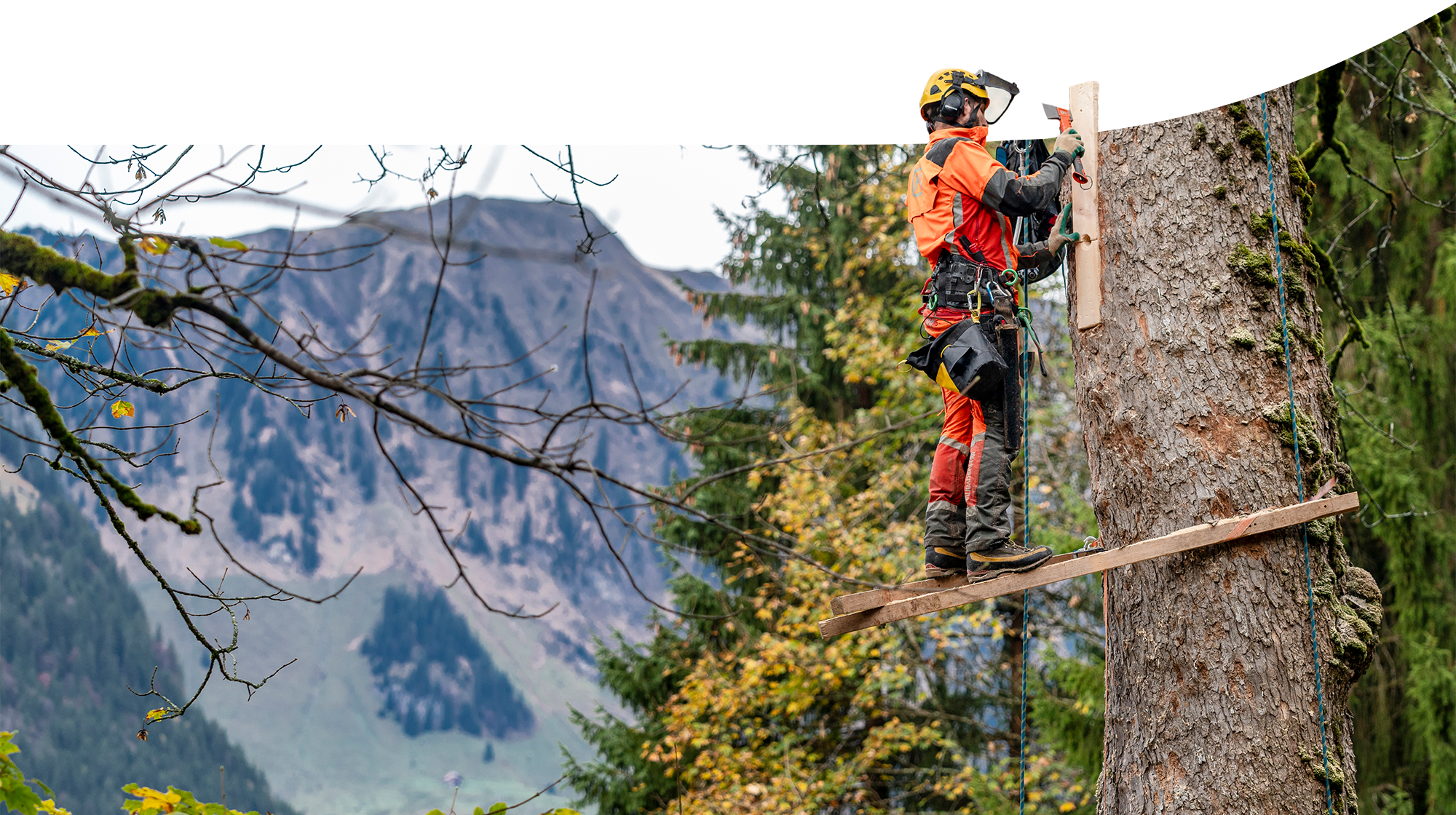 Fotografie eines Forstarbeiters beim Erstellen eines Brutplatzes für Bienen in einem Baumstamm