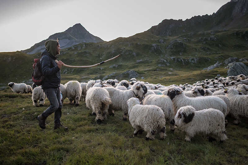 Photographie d'un troupeau de moutons avec un berger