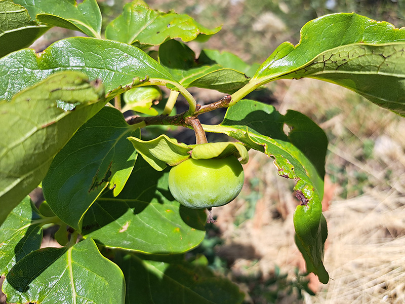 Photographie d'une plante méditerranéenne des anciennes terrasses viticoles
