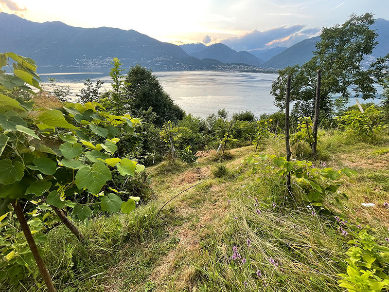 Photographie du paysage culturel à Gambarogno